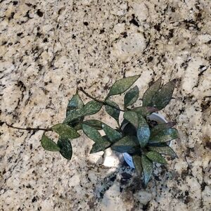 Hoya Parviflora Splash